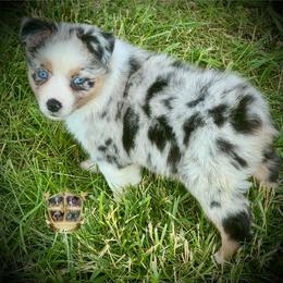 Rosemary - Blue merle female Australian Shepherd puppy in El Dorado Springs, Missouri from HP Aussie Kennels
