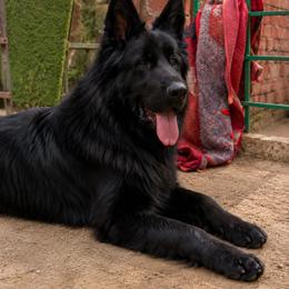 German Shepherd Puppies from Von Gonzalez Kennel