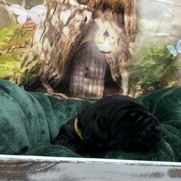 Boy 1 - Labrador Retriever puppy from Wolf Mountain Kennel