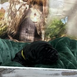 Boy 1 - Labrador Retriever puppy from Wolf Mountain Kennel