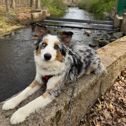 Ghost - Miniature Australian Shepherd