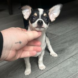 Little Lady - Black and white female Chihuahua puppy in Paradise, Texas from KCL Pups