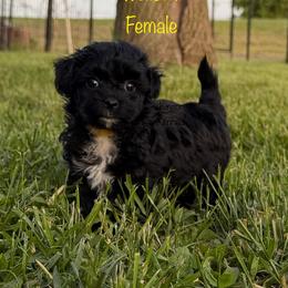 Luna - Black and white female Shichon puppy in De Pere, Wisconsin from Kinzor Kennels