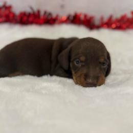 Beans - Chocolate and tan female Dachshund puppy in Colbert, Oklahoma from Brooke Crenshaw