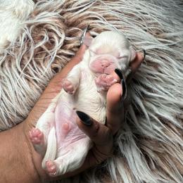 Donovan - Cream and white male Shih Tzu puppy in Knightdale, North Carolina from House of Paws Heritage Nursery