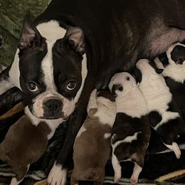 Cupcake - Boston Terrier