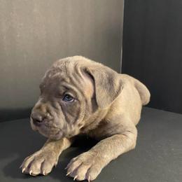 Yellow collar - Gray brindle female Cane Corso puppy in Atlanta, Georgia from Brandy Horne