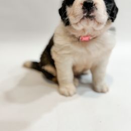 Saint Bernard Puppies from Northwoods Saint Bernards