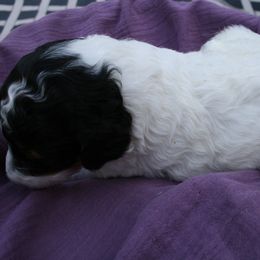 "Willow at 3 weeks old" Poodle Puppies from Amazing Grace Standard Poodles