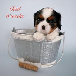 Red - Tri-color male Cavalier King Charles Spaniel puppy in Flagstaff, Arizona from Cadelia Cavalier King Charles Spaniels