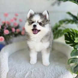 Lavender - Silver and white female Pomsky puppy in Princeton, Minnesota from Bluebird House of Pomsky