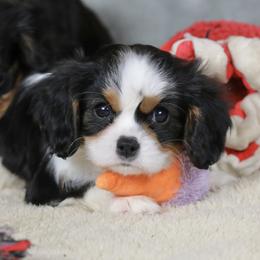 Bentlee - Tri-color male Cavalier King Charles Spaniel puppy in Boardman, Ohio from Taliaferro Kennel