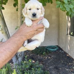 Golden Retriever Puppies from Michelle‘s English cream golden retrievers