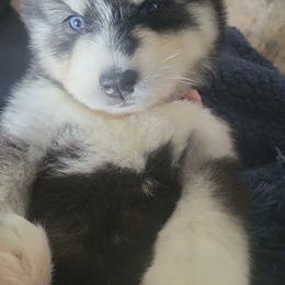 Olivia - Black and white female Siberian Husky puppy in Swansea, Illinois from Husky B's