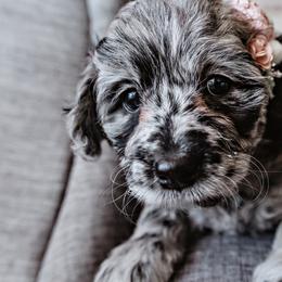 Goldendoodle Puppies from Emma Doodles