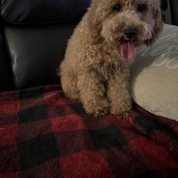 Sasha - Poodle