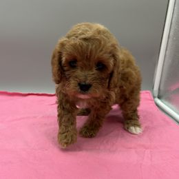 Sissy - Red female Cavapoo puppy in Burke, New York from Patti’s Puppies