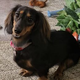 Dachshunds from Lakeview Littles Dachshunds