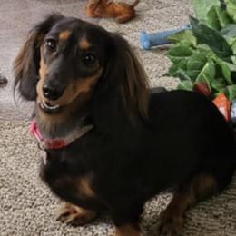 Dachshunds from Lakeview Littles Dachshunds