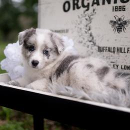 Zephyr - Slate merle male Border Collie puppy in Conway, Missouri from 2J 2K Border Collies | Maremma Sheepdogs