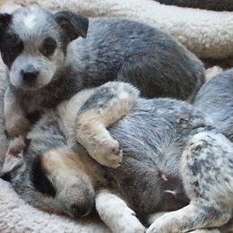 Australian Cattle Dog Puppies from Willowbrook Kennels