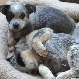 Australian Cattle Dog Puppies from Willowbrook Kennels