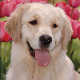 Golden Retrievers from Goldiva Goldens