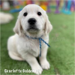 Topanga (dark blue) - Golden Retriever puppy from Skarlotte Goldens