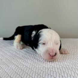 Wooly Bully - Black and white male Sheepadoodle puppy in Adams, Nebraska from Boxcar Doodles and Poodles