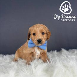 Steve - Cream male Companion Cross puppy in Utah County, Utah from Big Hearted Breeders