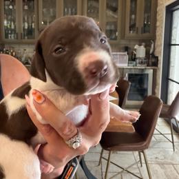 Granbury - Liver roan female German Shorthaired Pointer puppy in San Antonio, Texas from Alvarado Farm Kennels, LLC