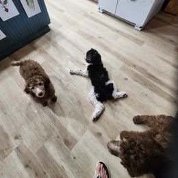 Poodle Puppies from Blackland poodles