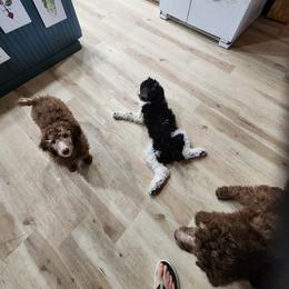 Poodle Puppies from Blackland poodles