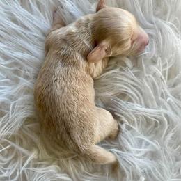 Oatmeal - Cream male Dachshund puppy in Bonney Lake, Washington from HP Dachs