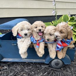 Cockapoo Puppies from East St. Poodles & Doodles