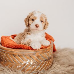 Argyle - Red male Bernedoodle puppy in Grants Pass, Oregon from Royal Empire Bernedoodles