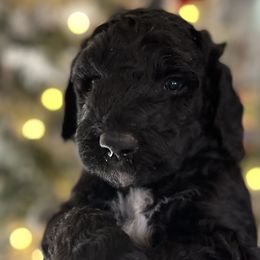 Boy 1 - Black Poodle puppy in Sherman, Texas from Ruth’s Poodles