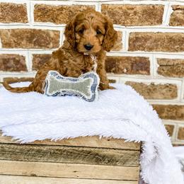 Cockapoo Puppies from Windy Ridge Cockapoos