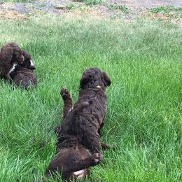 Australian Labradoodles from Carlene's Australian Labradoodles