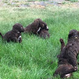 Australian Labradoodles from Carlene's Australian Labradoodles
