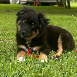 Cricket - Black tri female Miniature Australian Shepherd puppy in Sulphur, Louisiana from Triple J Aussies and Corgis