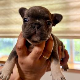 French Bulldog Puppies from Pawsitive Frenchies