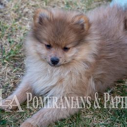 Companion Cross, Papillon, and Pomeranian Puppies from Lovely Ladies and Little Asses Miniature Equines (L3A Pomeranians & Papillons)