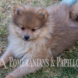 Companion Cross, Papillon, and Pomeranian Puppies from Lovely Ladies and Little Asses Miniature Equines (L3A Pomeranians & Papillons)