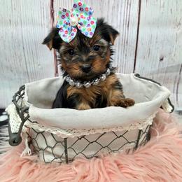 Crystal - Blue and gold female Yorkshire Terrier puppy in Monticello, Iowa from Ashley’s Puppies