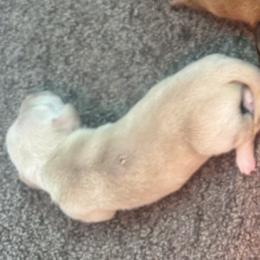 Girl 1 - Cream female Dachshund puppy in Polo, Missouri from Blue Tails Farm