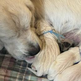 Tundra - Light golden male Golden Retriever puppy in Payette, Idaho from Stonewick Retrievers