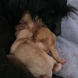 Blonde Male 2 - Gold male Yorkshire Terrier puppy in Lakeland, Florida from You Me & The Yorkies