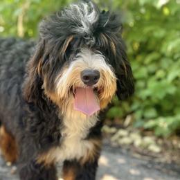 Assorted Doodle Crosses, Bernedoodles, Goldendoodles, and Poodles from Kava Kennels