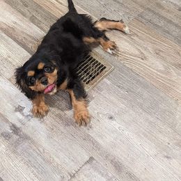 Cavalier King Charles Spaniel Puppies from Liberty Acres Kennels